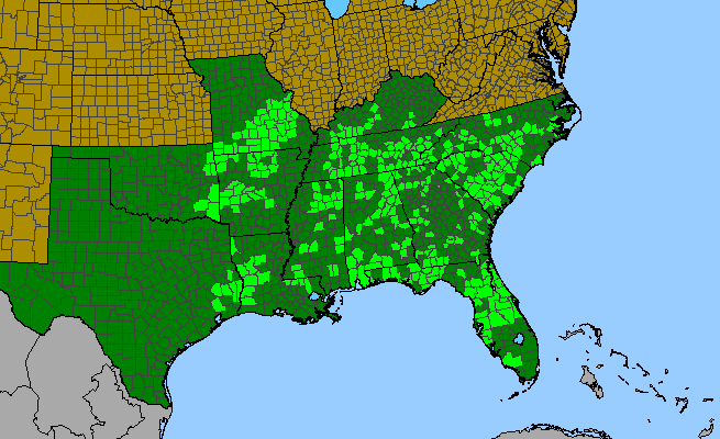 The range of Aureolaria pectinata